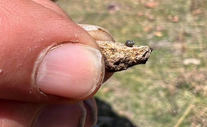 US wildlife service considering endangered status for tiny snail near Nevada lithium mine - Vimarsana News