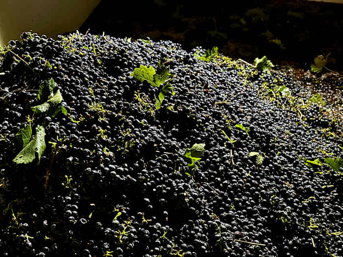 California farmers are struggling to sell grapes as demand for wine drops