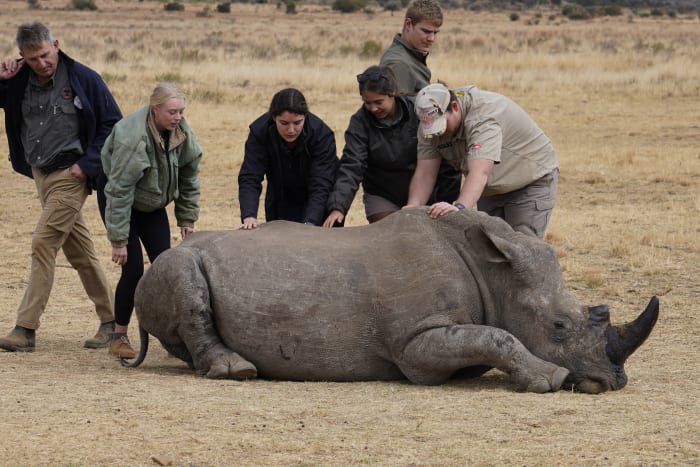 You are currently viewing South African researchers test use of nuclear technology to curb rhino poaching