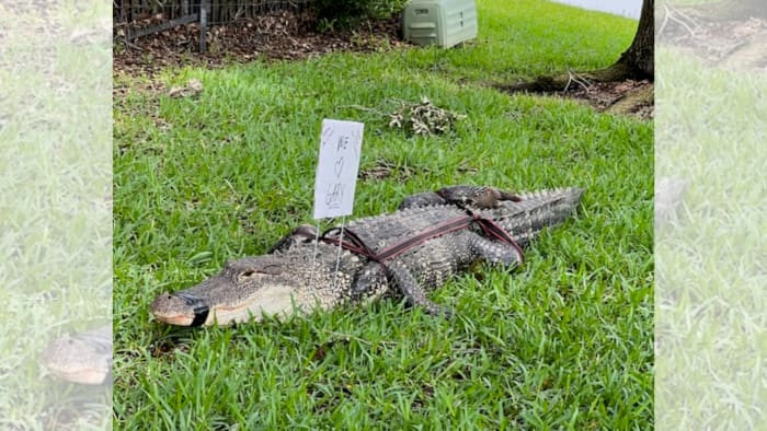 Following KPRC 2 story alligator relocated from Sugar Land neighborhood pond