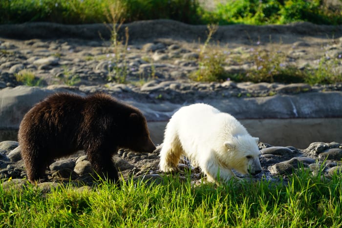 Zoo takes in orphaned brown bear cub from Alaska