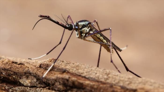 What smells attract mosquitoes? New study has the answer - Vimarsana News