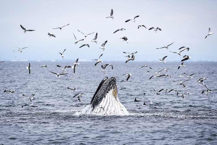 As Trump pares back ocean protections, California weighs expanding them