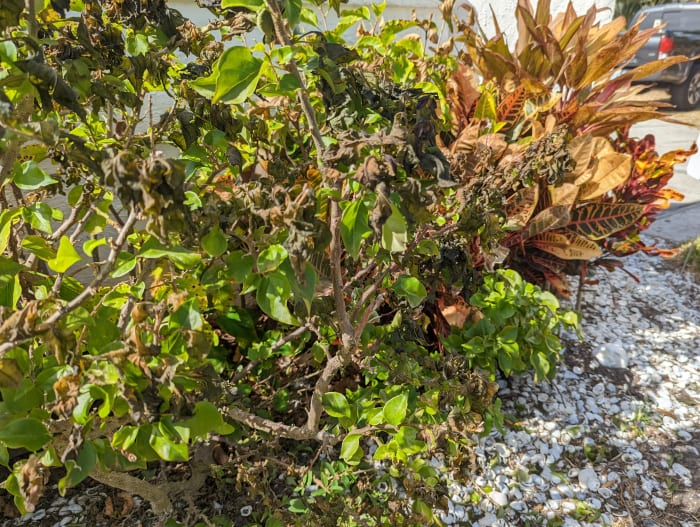 Hold off trimming cold damaged plants