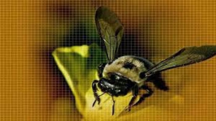 Bee-ware: Florida interstate swarmed after big rig hits truck carrying 1 MILLION bees