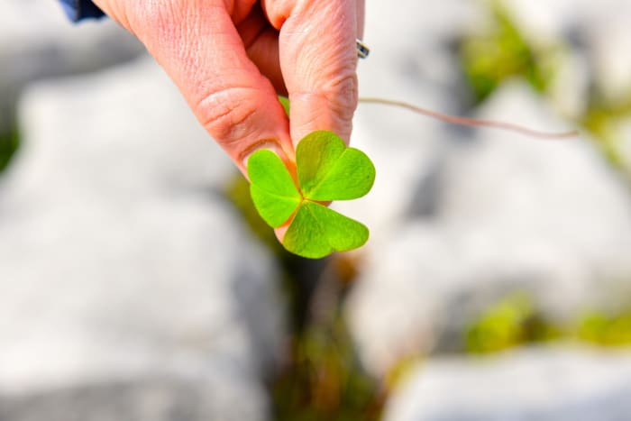Celebrate all things Irish at St. Patrick’s Day Festival in Oviedo