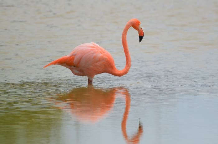 Hialeah activist protests over dead flamingo in Miami Springs