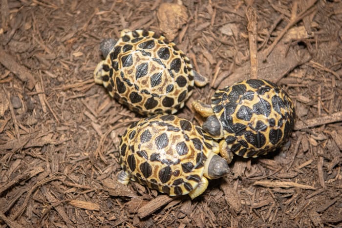 A 'big Dill!:' Houston Zoo's oldest tortoise 'Mr. Pickles' becomes