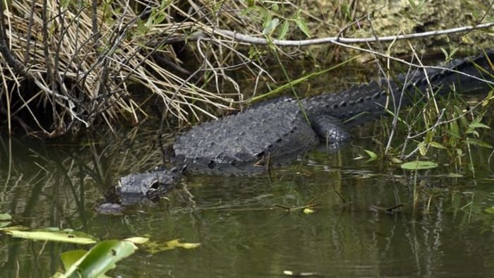 Locals harvest alligators to start season