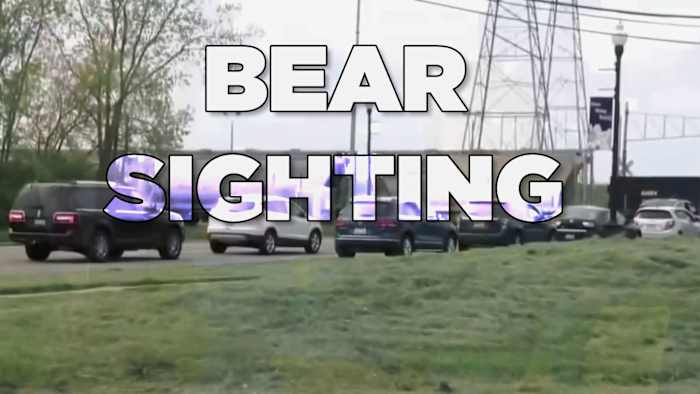 Why a black bear wandering through a Downriver neighborhood isn’t as scary as it sounds