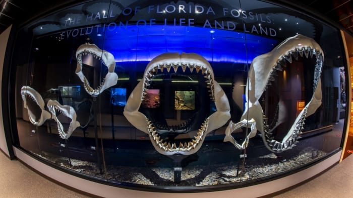 Rawr! Where to celebrate World Dinosaur Day in Central Florida