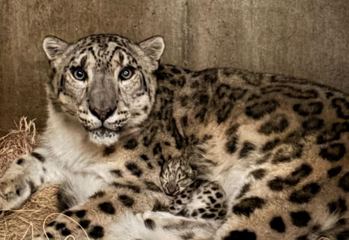 Michigan zoo welcomes snow leopard cub
