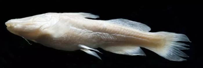 Feds want 2 rare catfish added to endangered species list after years of over-pumping Edwards Aquifer - Vimarsana News