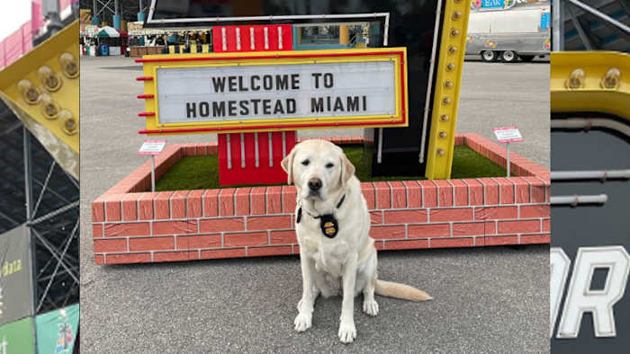 K-9 Babs was the real winner at Homestead–Miami Speedway