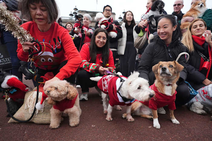 Pooches in pullovers strut their stuff at London's canine Christmas ...