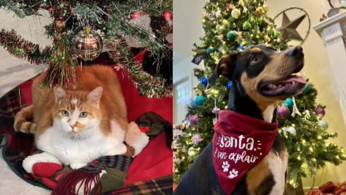 Houston Pets Enjoy Holiday Cheer; Submit Photos to Click2Pins Before Christmas
