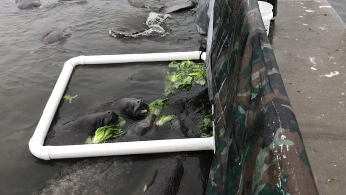 Manatee feeding program to end in Brevard County