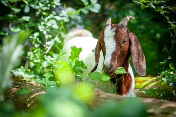 Goats enlisted to clean up Ann Arbor's Gallup Park - Vimarsana News