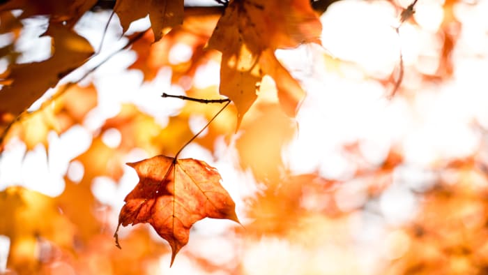 Fall-like temperatures to arrive in Central Florida behind cold front
