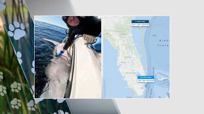 Massive Great White Sharks Spotted Off Florida Coast!