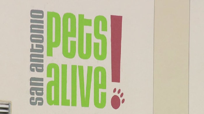 San Antonio Pets Alive moving animals out of rescue center due to broken AC fosters needed
