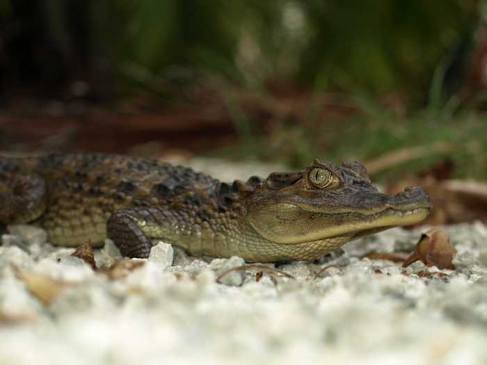 That's not an alligator — but it has slowly invaded Florida, experts say