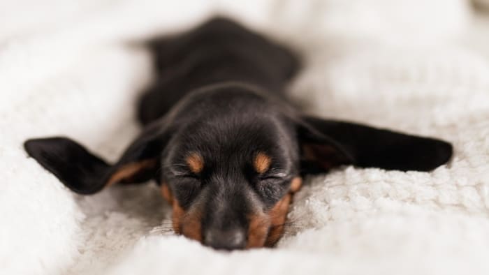 5 situations in which pets can be used for tax breaks 5 situations in which pets can be used for tax breaks