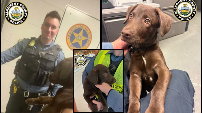 Texas man accused of abandoning puppy at Pennsylvania airport, puppy tries chasing him, police say