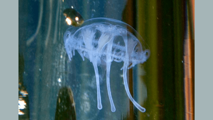 Morning 4: Where to find freshwater jellyfish -- and other news - Vimarsana News