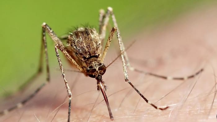 Florida county reports its 7th case of locally contracted malaria