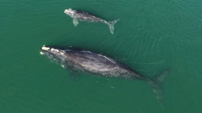 Documentary at Riverside theater sheds light on endangered right whales