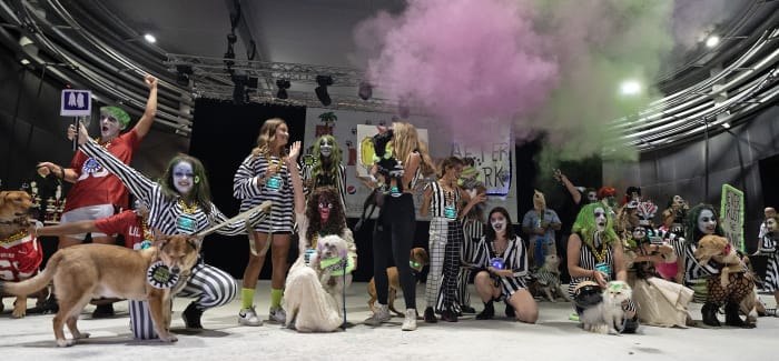 Photos of Key West Fantasy Fest’s pet masquerade