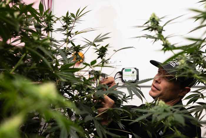 Texas medical marijuana industry to push for hemp age restrictions and delta-8 ban
