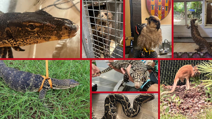 140+ captive animals have escaped in Florida since 2022. Here's what state records reveal.
