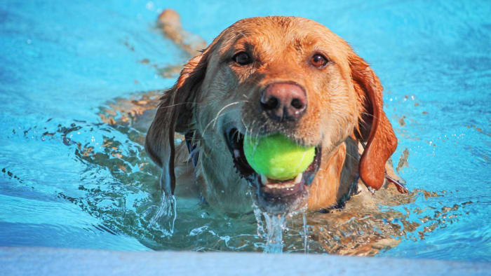 Dog days! More crazy heat and storms in Central Florida