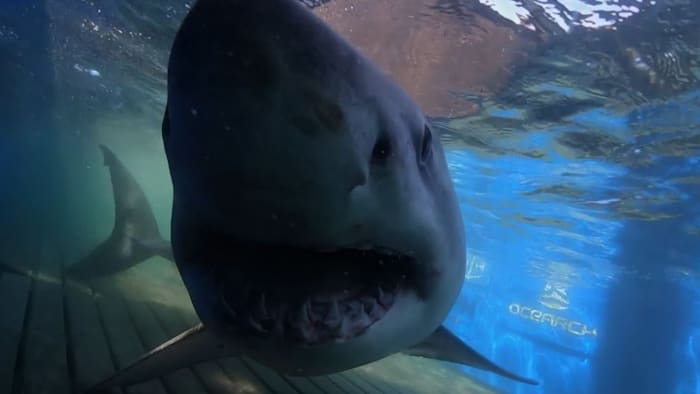 Watch: Anglers Land Giant Great White on Florida Beach