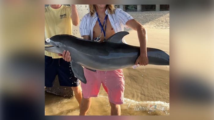 Dolphin hoisted from Florida waterway believed to have died