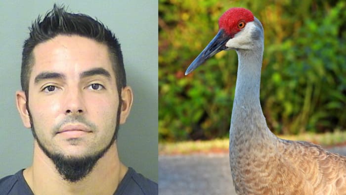 South Florida man accused of torturing threatened bird