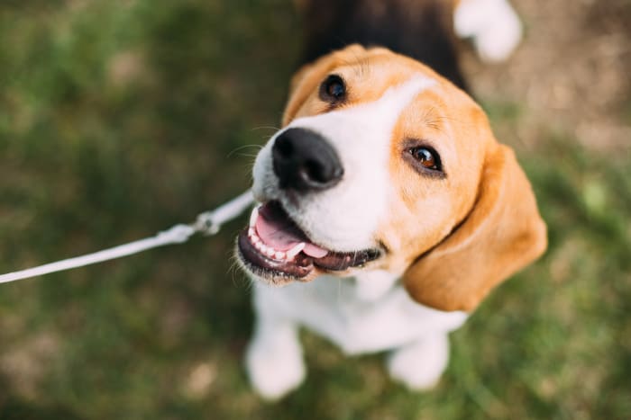PIN IT: Send in pics of your rescued pup for National Rescue Dog Day🐾 - Vimarsana News
