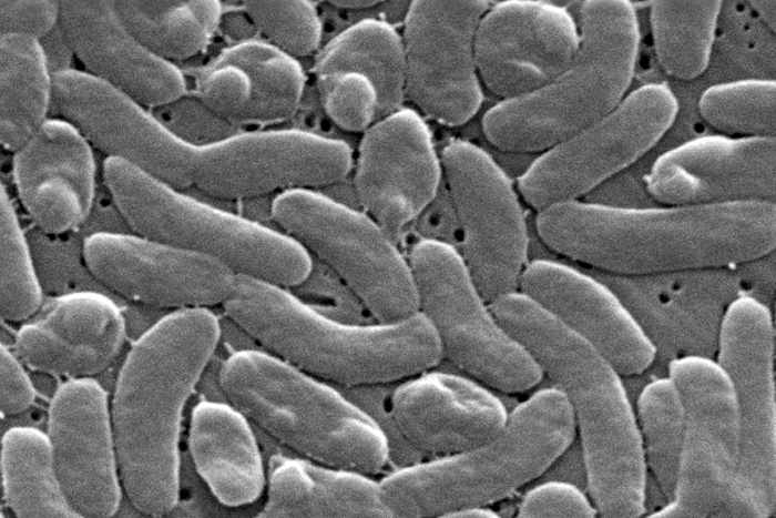 How to protect yourself from Vibrio vulnificus, the bacteria found in some coastal waters How to protect yourself from Vibrio vulnificus, the bacteria found in some coastal waters