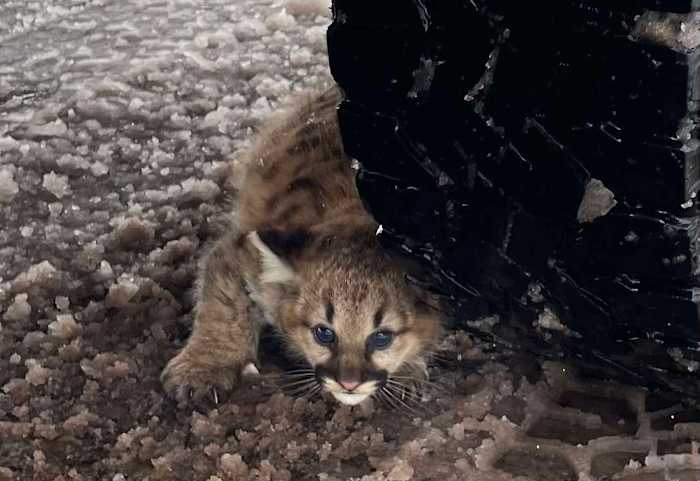 Rare Cougar Cubs Spotted in Michigan After Century