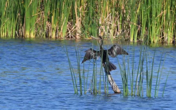 Feds say they can handle Florida permits amid fight - Vimarsana News