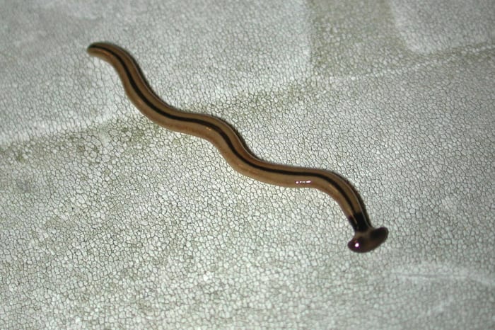 Look out for invasive hammerhead flatworms following recent rains, report  sightings