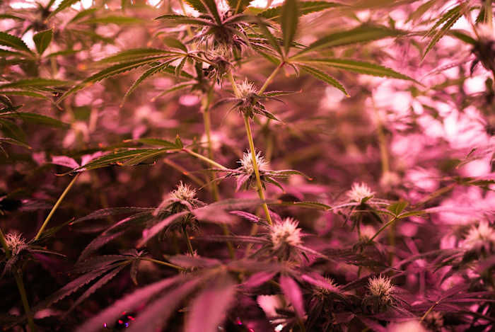 With prospects of a THC ban eroded, Texas hemp industry supports age restrictions, more regulation enforcement