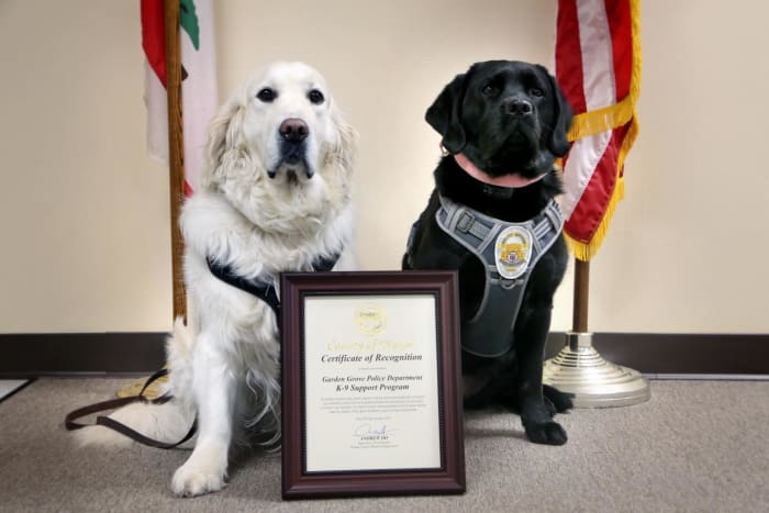 California canines recognized for healing efforts in Uvalde in wake of shooting