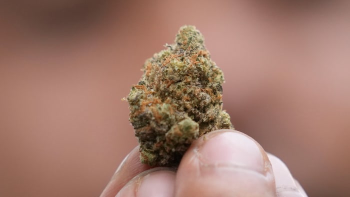 Michiganders have the chance to win free weed for a year