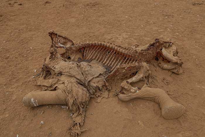 Image linked from the original feed: Farmers in Kenya dispute that cyanide poisoning could have killed 15 elephants