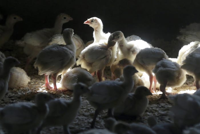 Michigan pauses bird exhibitions at zoos, other venues amid avian flu spread