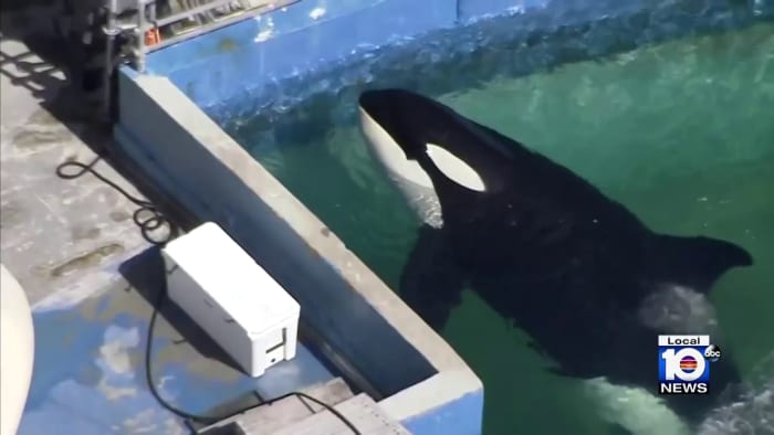 Lolita to be cremated and brought back home to Pacific Northwest, sources say - Vimarsana News