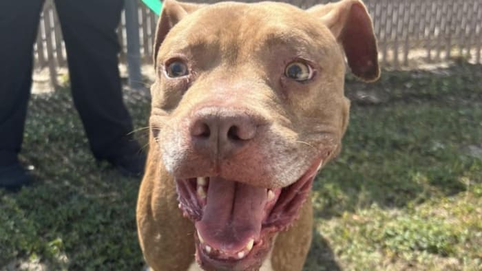 Sumter County seeking ‘good home’ for 5-year-old blind dog